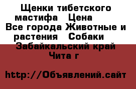 Щенки тибетского мастифа › Цена ­ 80 - Все города Животные и растения » Собаки   . Забайкальский край,Чита г.